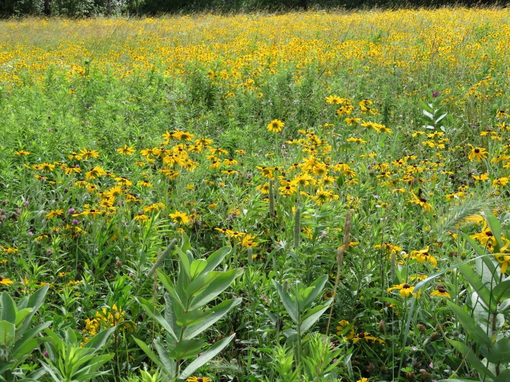 Pollinator Meadow