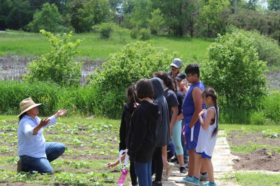 DWH Seedkeeper and Seed Regeneration Manager, Jessika Greendeer, is pictured here teaching Cora's Kids in the DWH Seed Garden.
