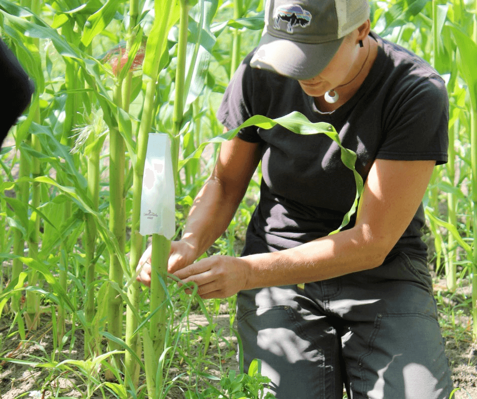person working in the corn field