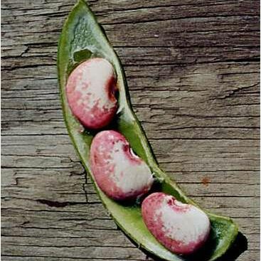 seeds in a pod
