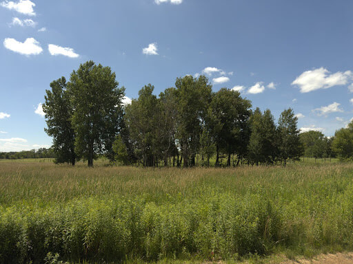 trees in a field on a sunny day