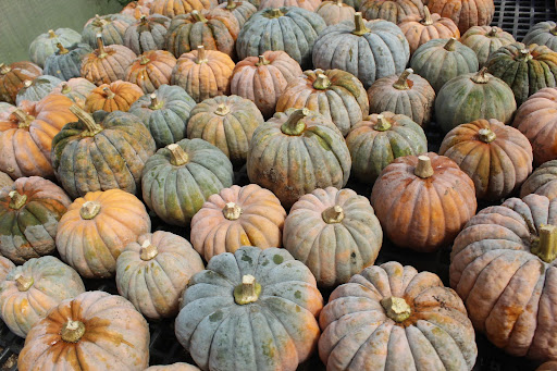 a large amount of colorful pumpkins