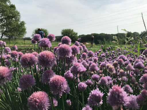 chives flowers growing outside on a sunny day