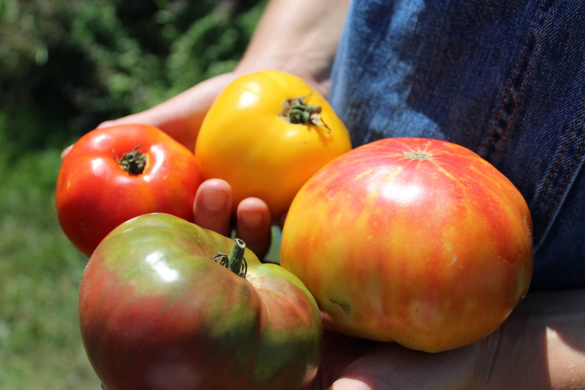 person holding bright tomatoes outside