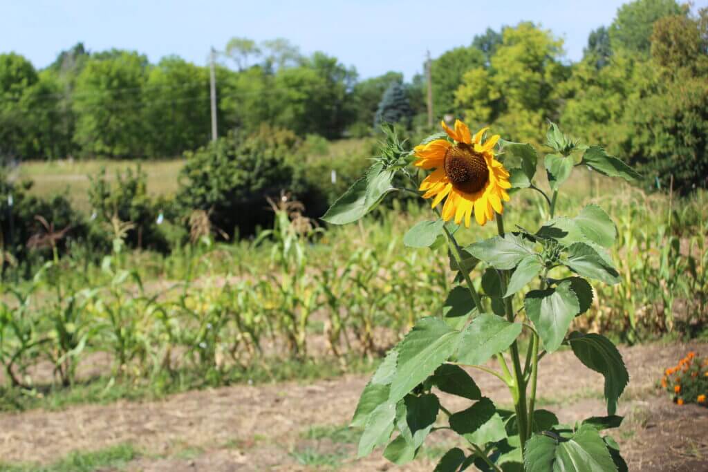 sunflower in a field on a sunny day
