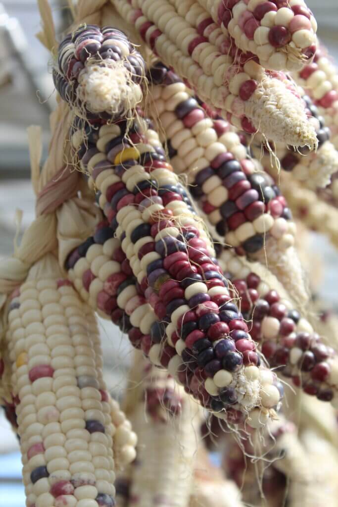 multi color corn