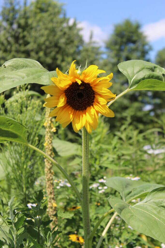 sunflower in a field on a sunny day